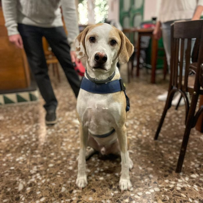 Còpia de WhatsApp Image 2024-02-18 at 14.05.24 (1)